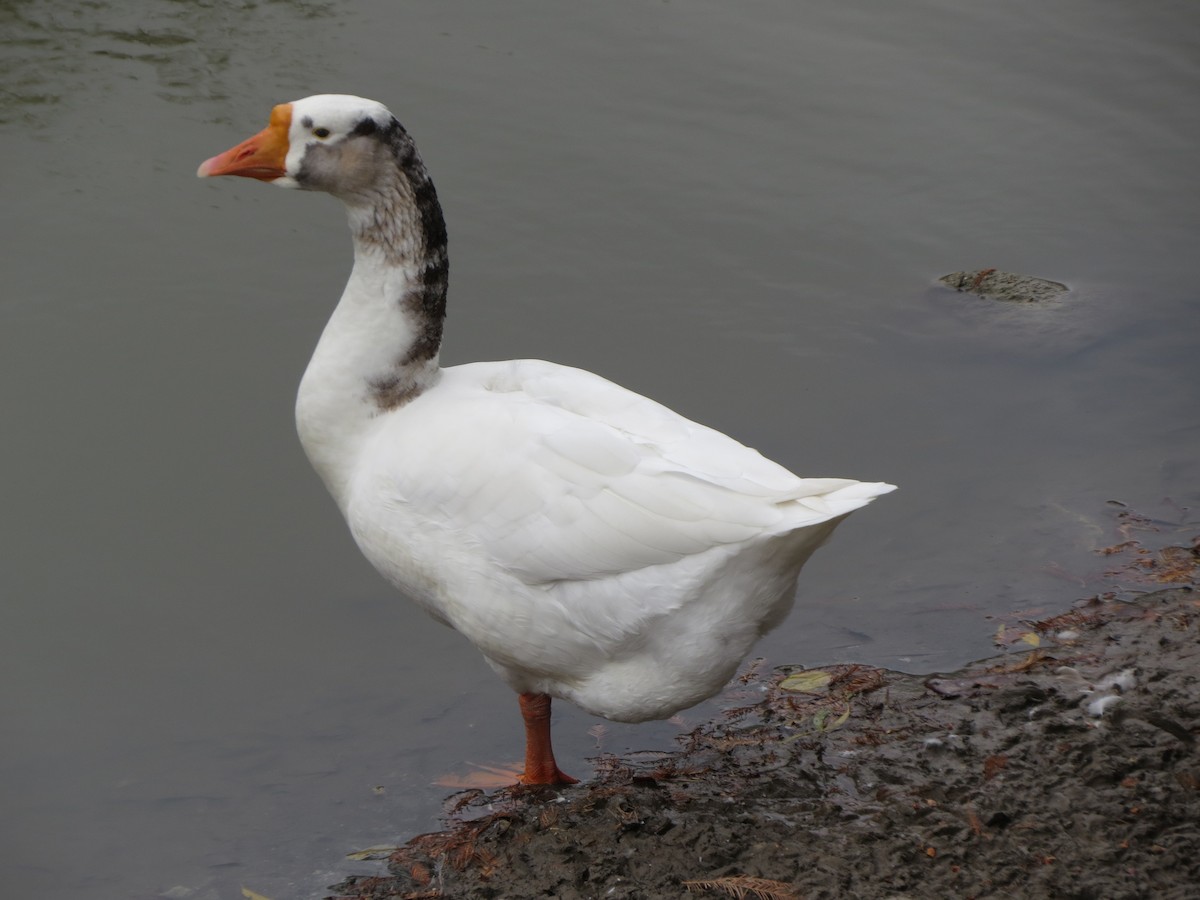 husa labutí (domestikovaná) - ML646027215