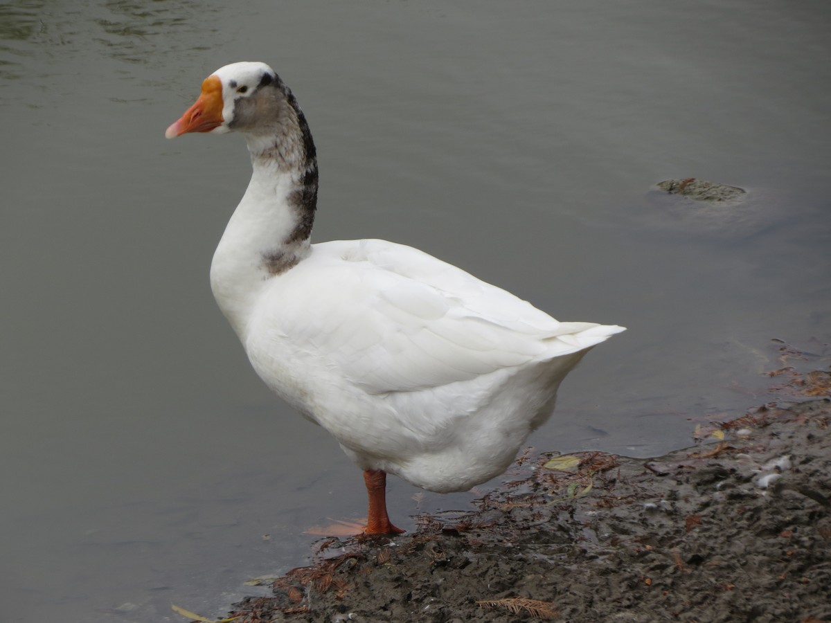 husa labutí (domestikovaná) - ML646027216