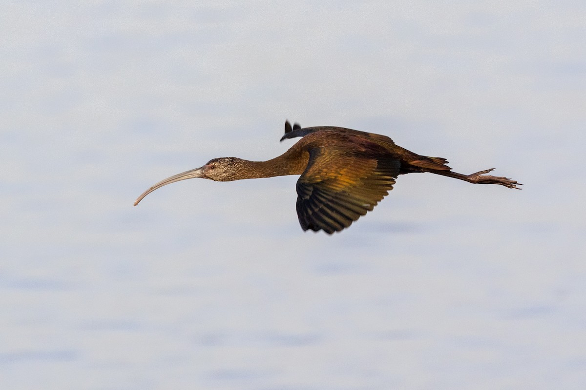 White-faced Ibis - ML646027217