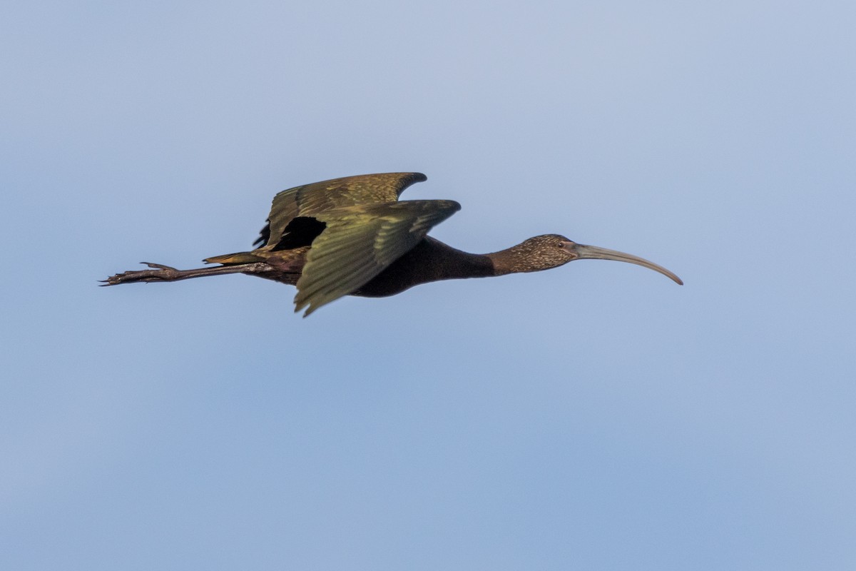 White-faced Ibis - ML646027218