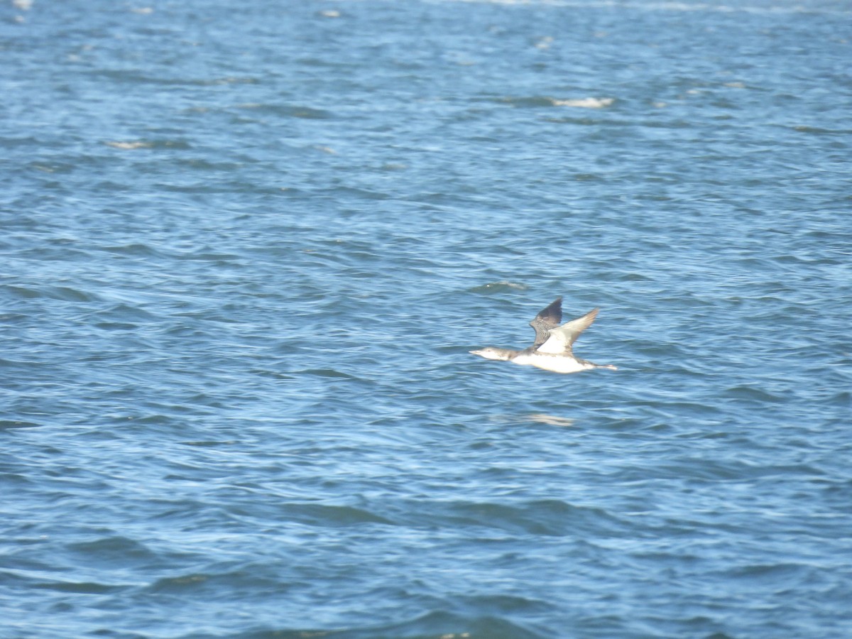 Common Loon - ML646027222