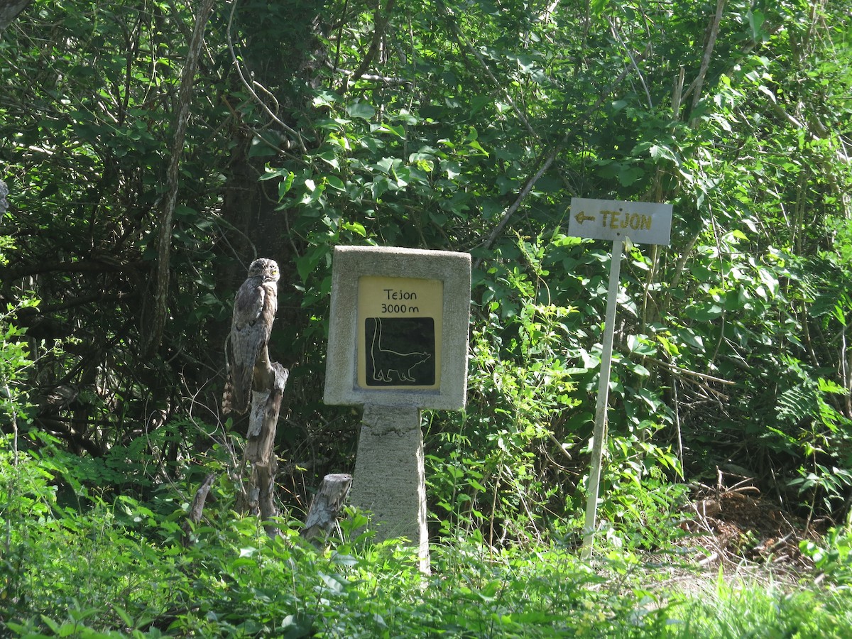 Northern Potoo - ML646027224