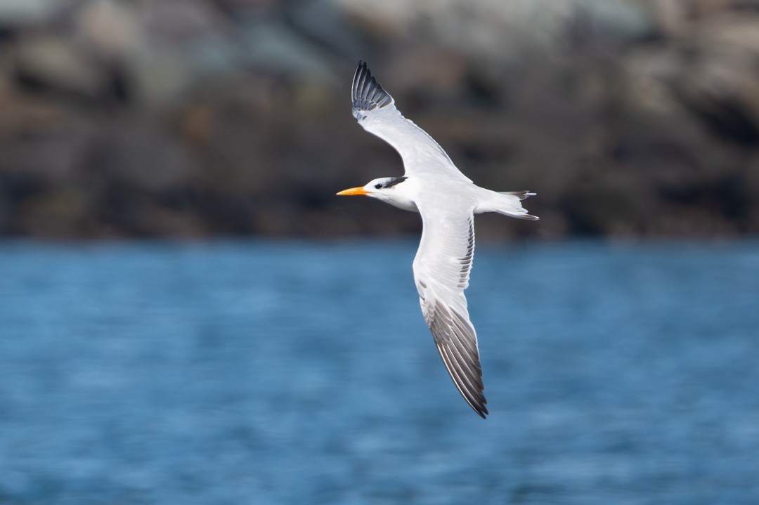 Royal Tern - ML646027225