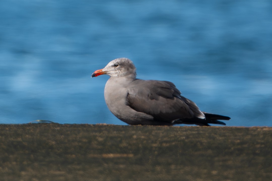 Heermann's Gull - ML646027226