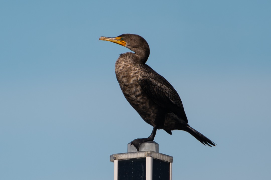 Double-crested Cormorant - ML646027227