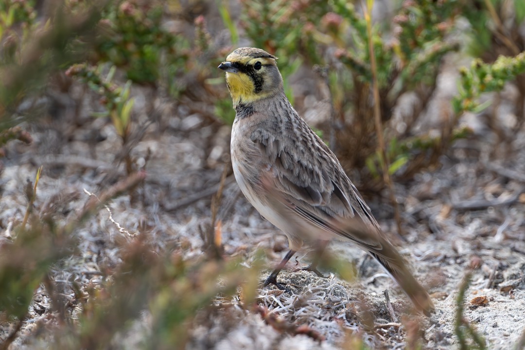 Horned Lark - ML646027228