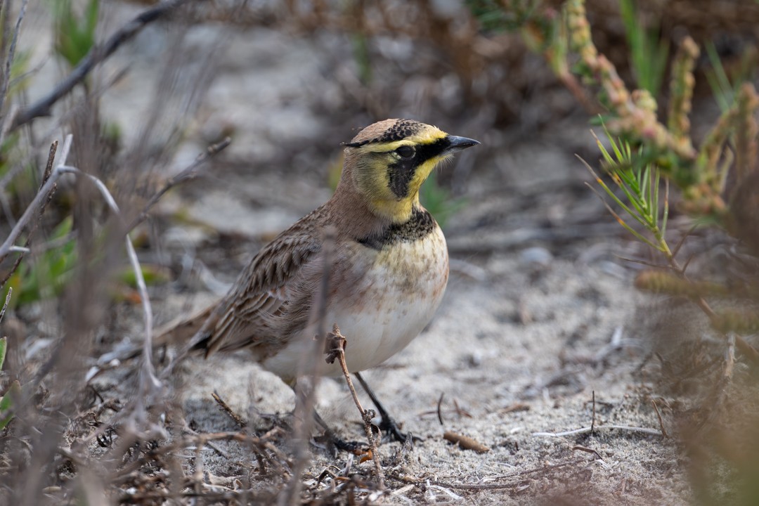 Horned Lark - ML646027229