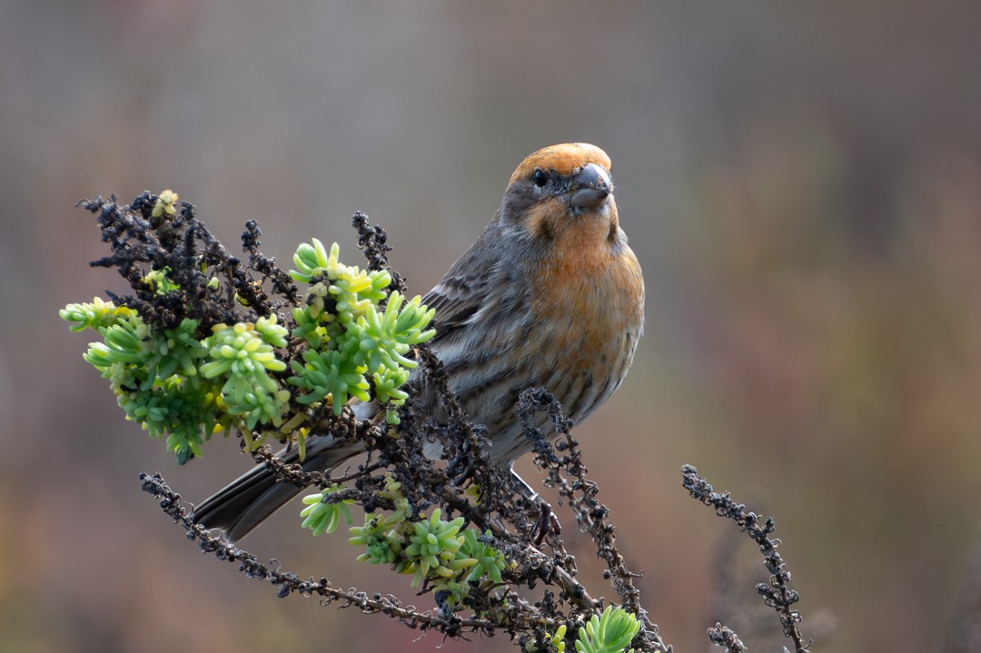 House Finch - ML646027230