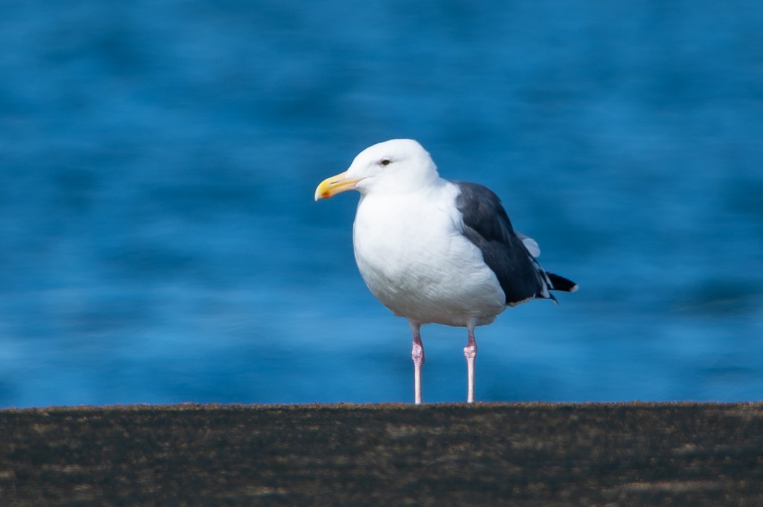 Western Gull - ML646027231