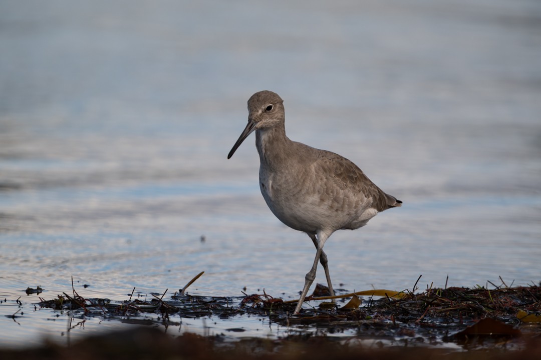 Willet - ML646027232