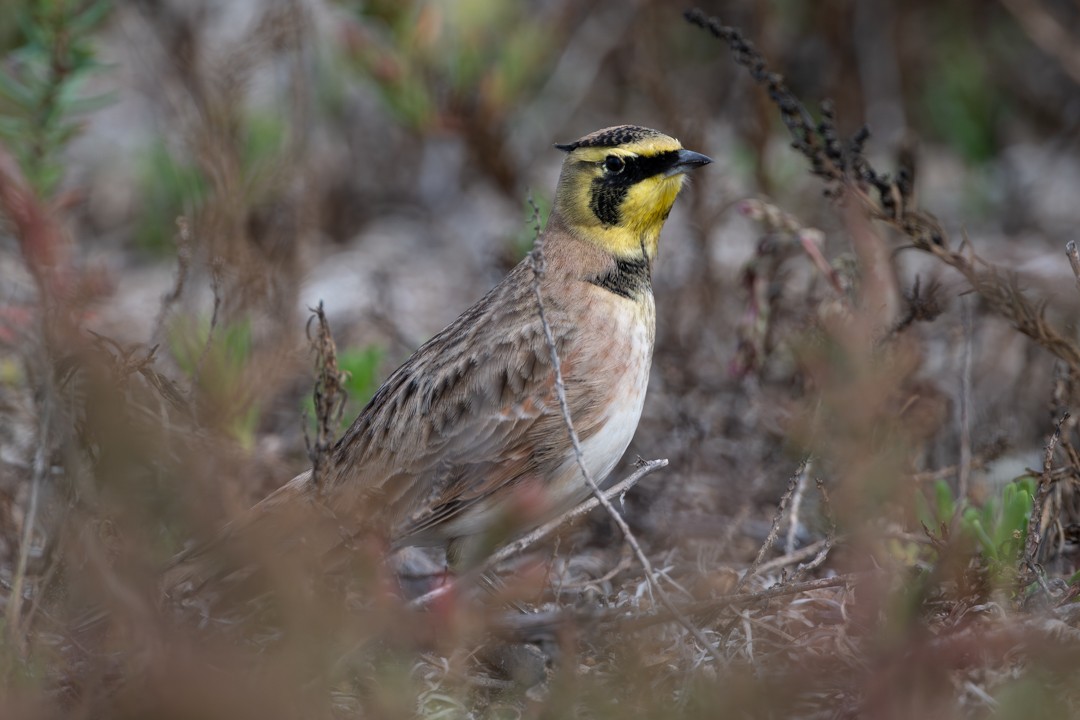 Horned Lark - ML646027233