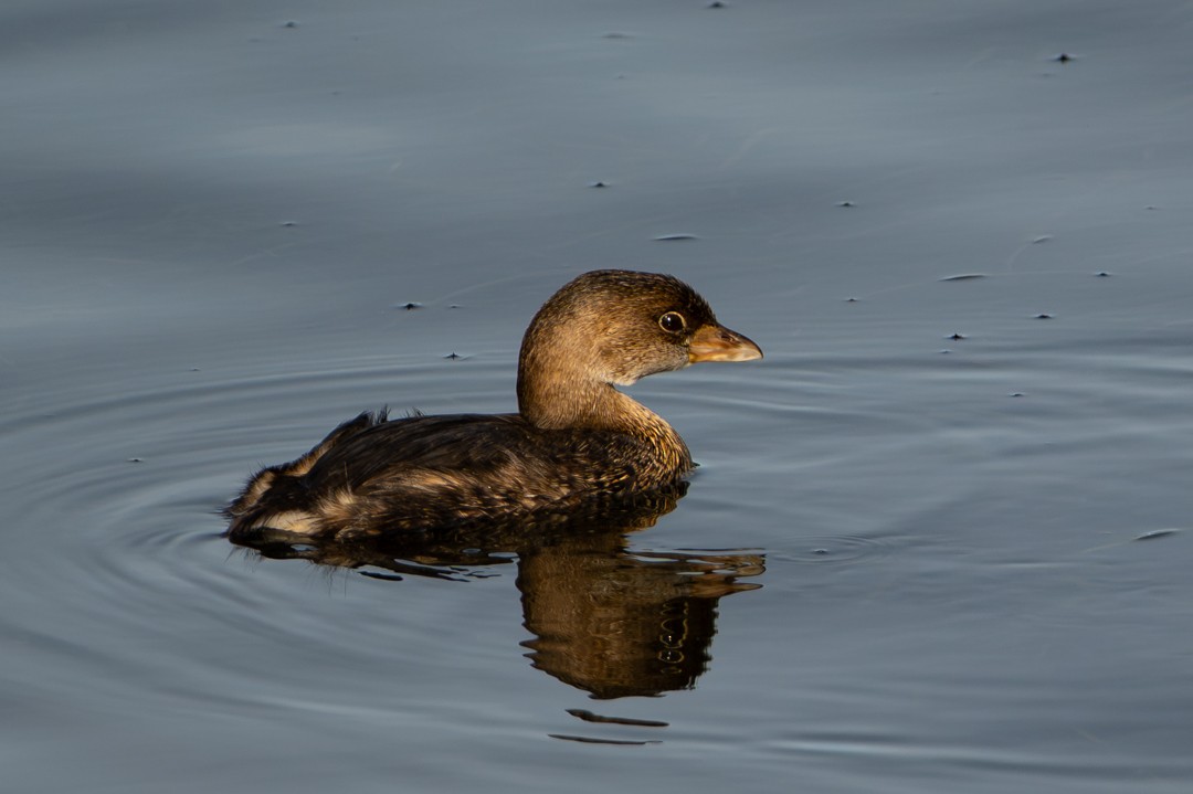 Pied-billed Grebe - ML646027234