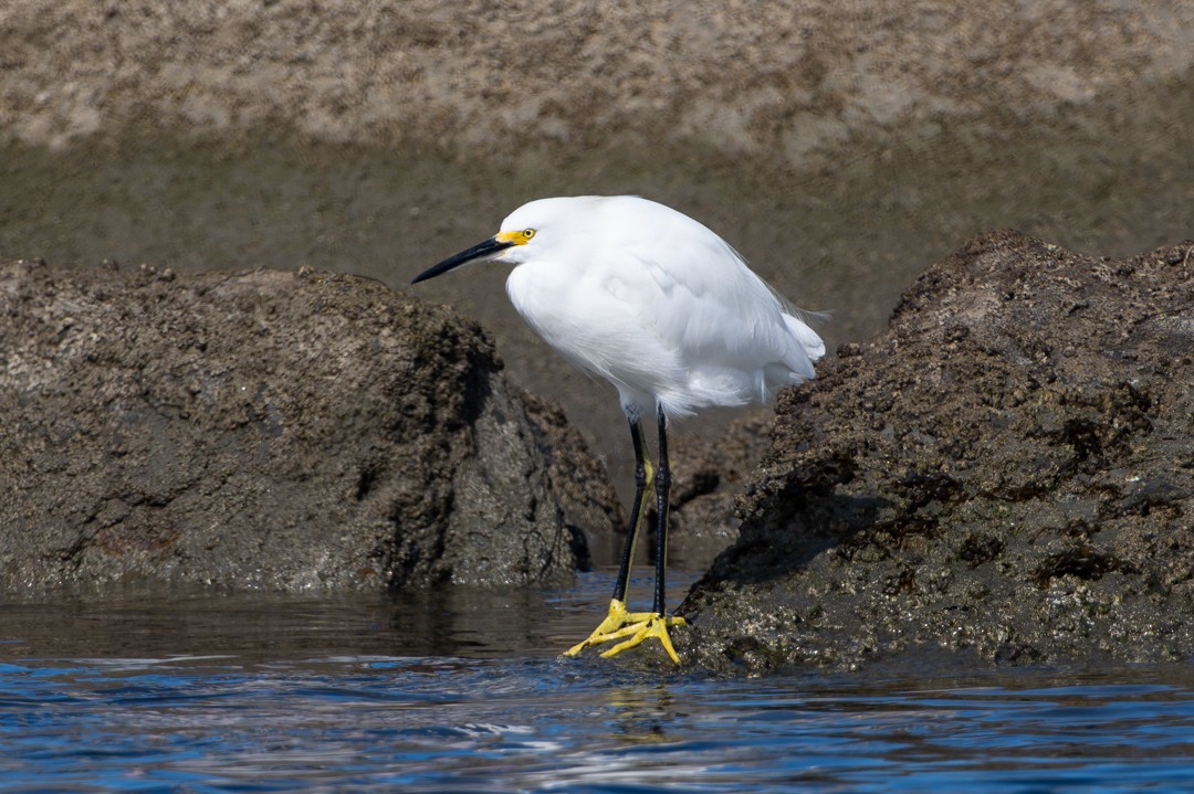 Snowy Egret - ML646027236