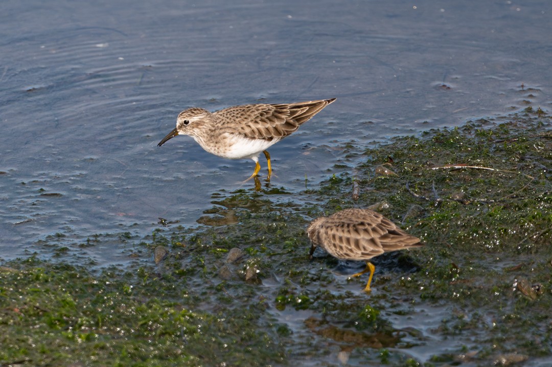 Least Sandpiper - ML646027239