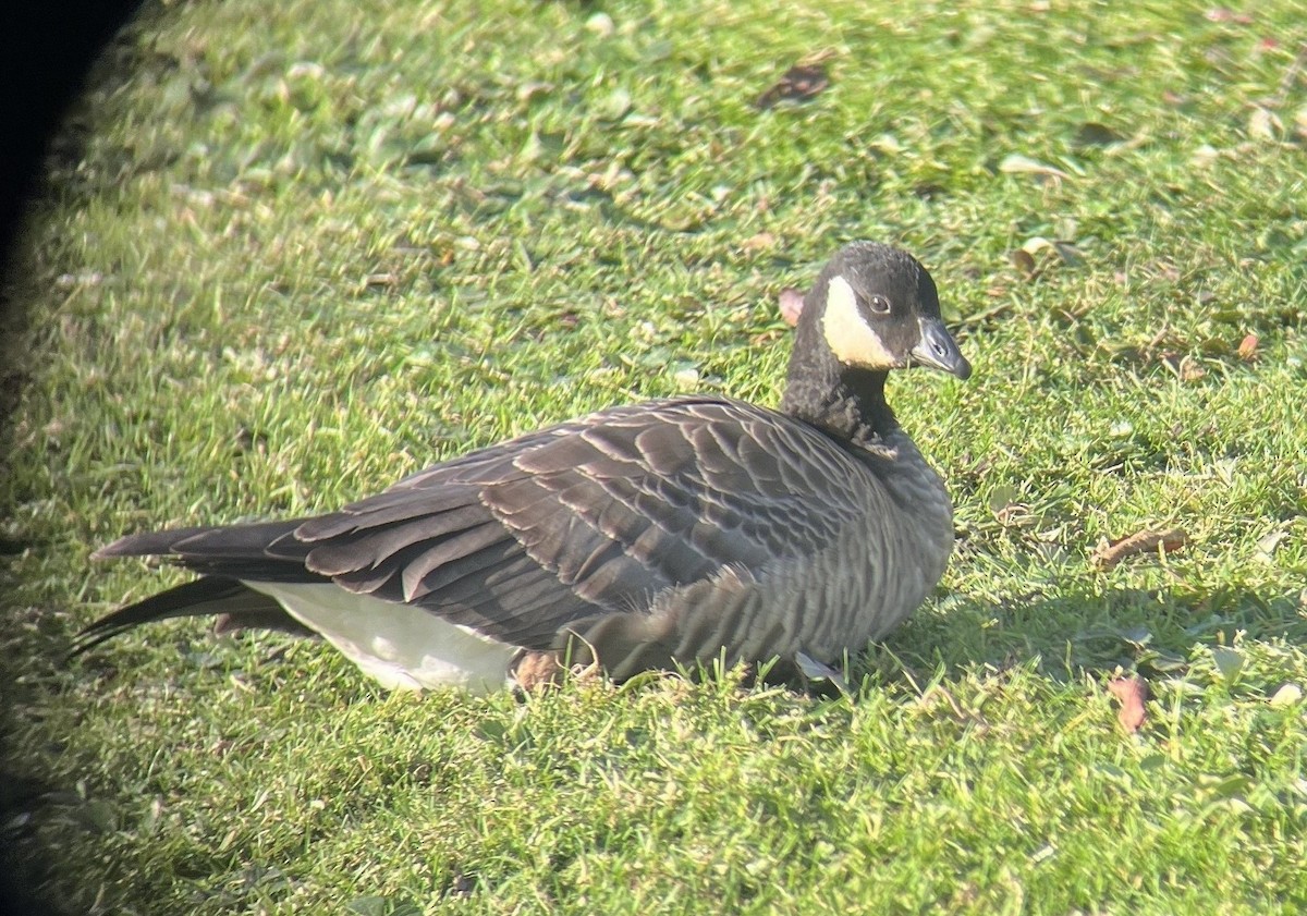 Харлаг галуу - ML646027243