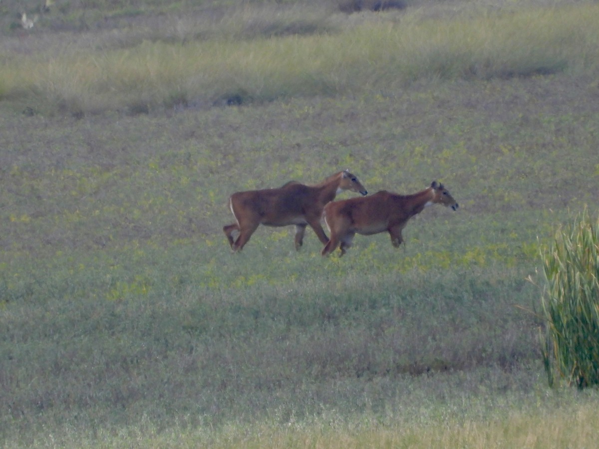 Nilgai - ML646027246