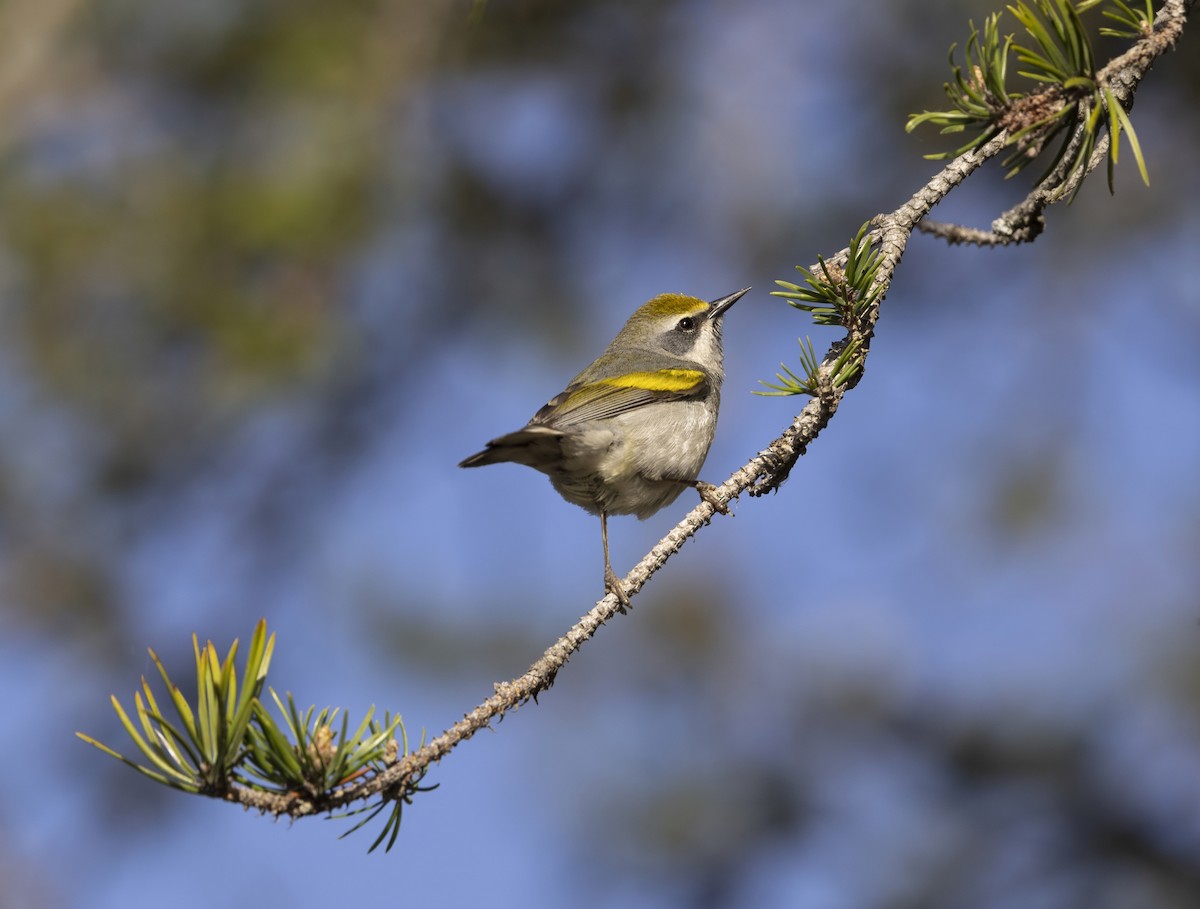 Paruline à ailes dorées - ML646027251