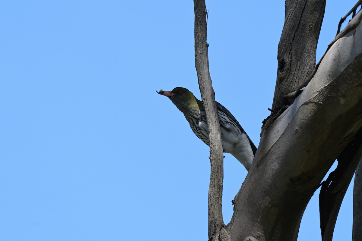 Olive-backed Oriole - ML646027253
