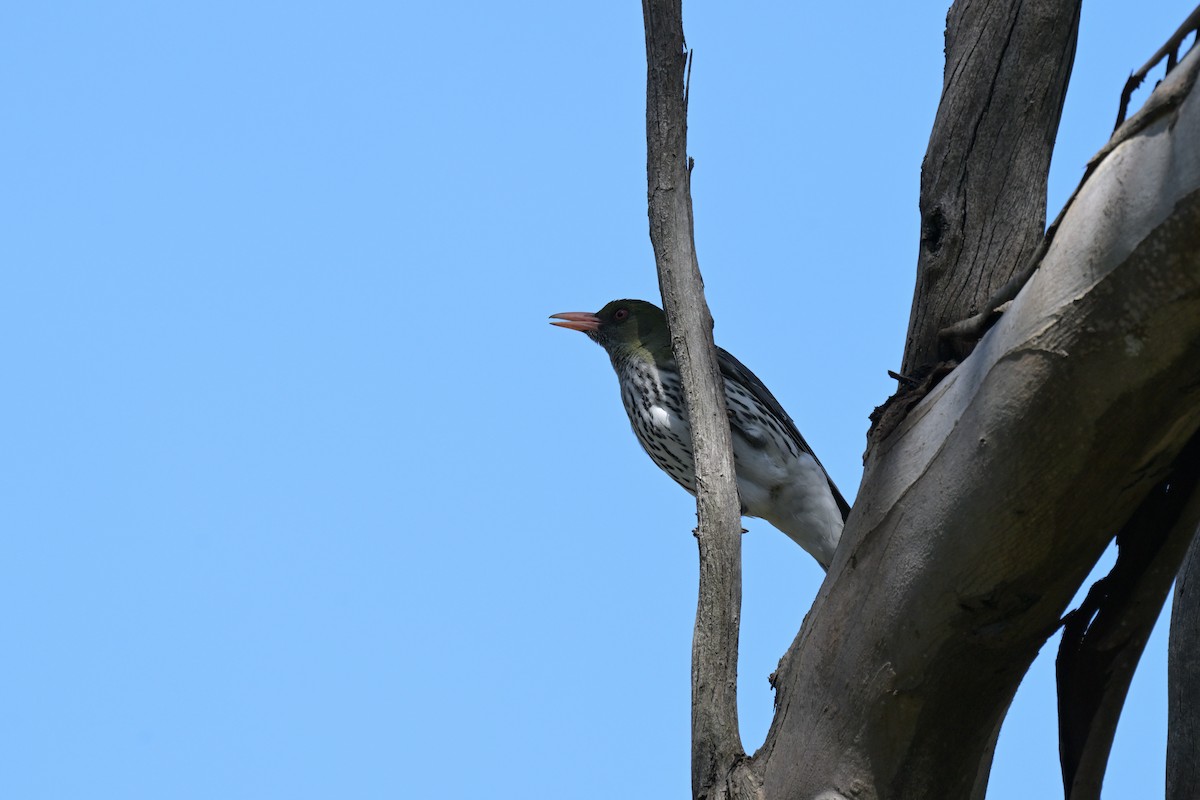 Olive-backed Oriole - ML646027256