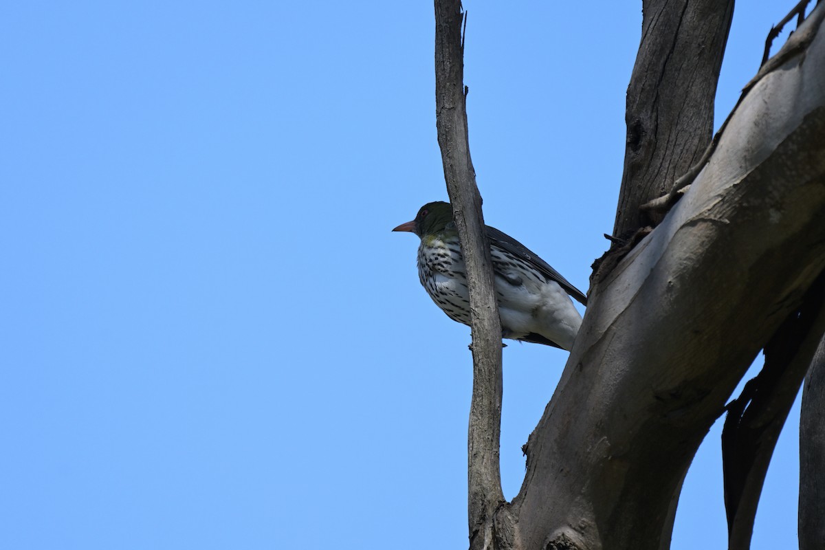 Olive-backed Oriole - ML646027258