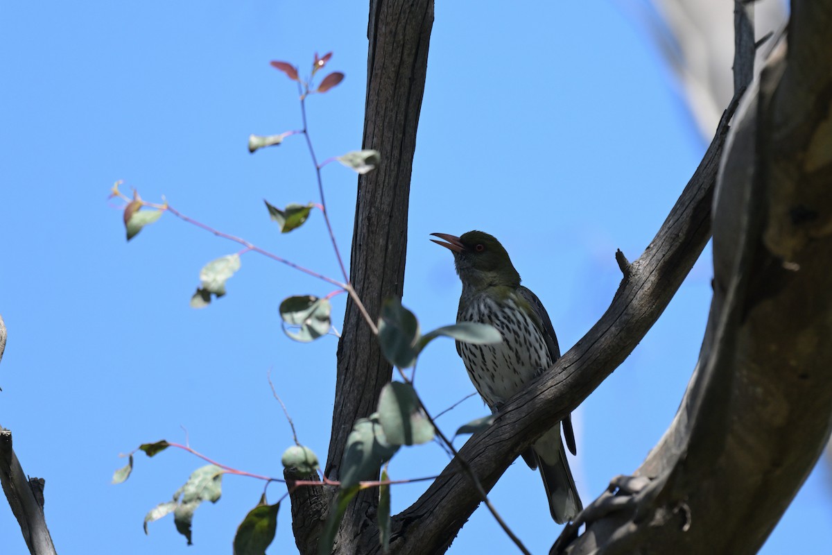 Olive-backed Oriole - ML646027266