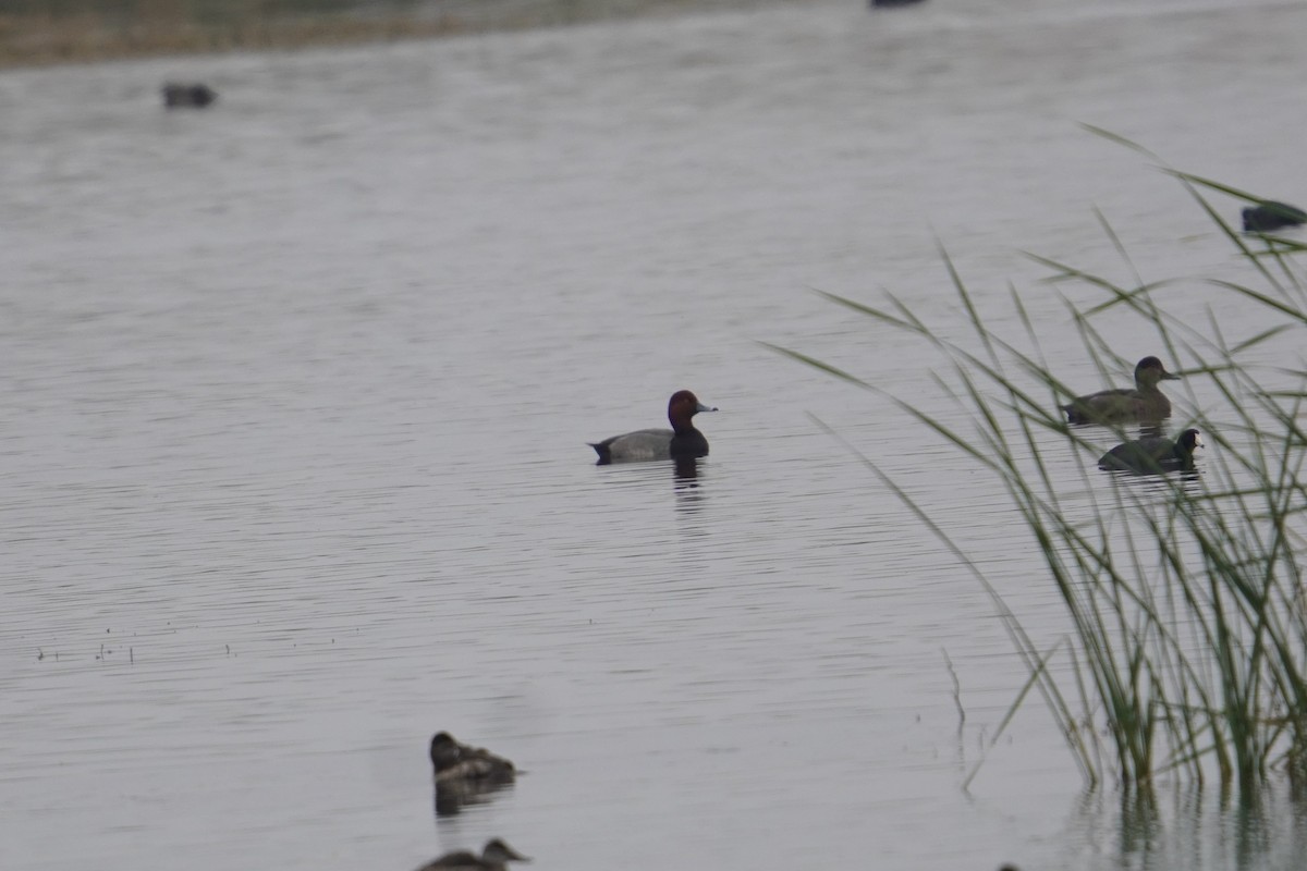 Redhead - ML646027272