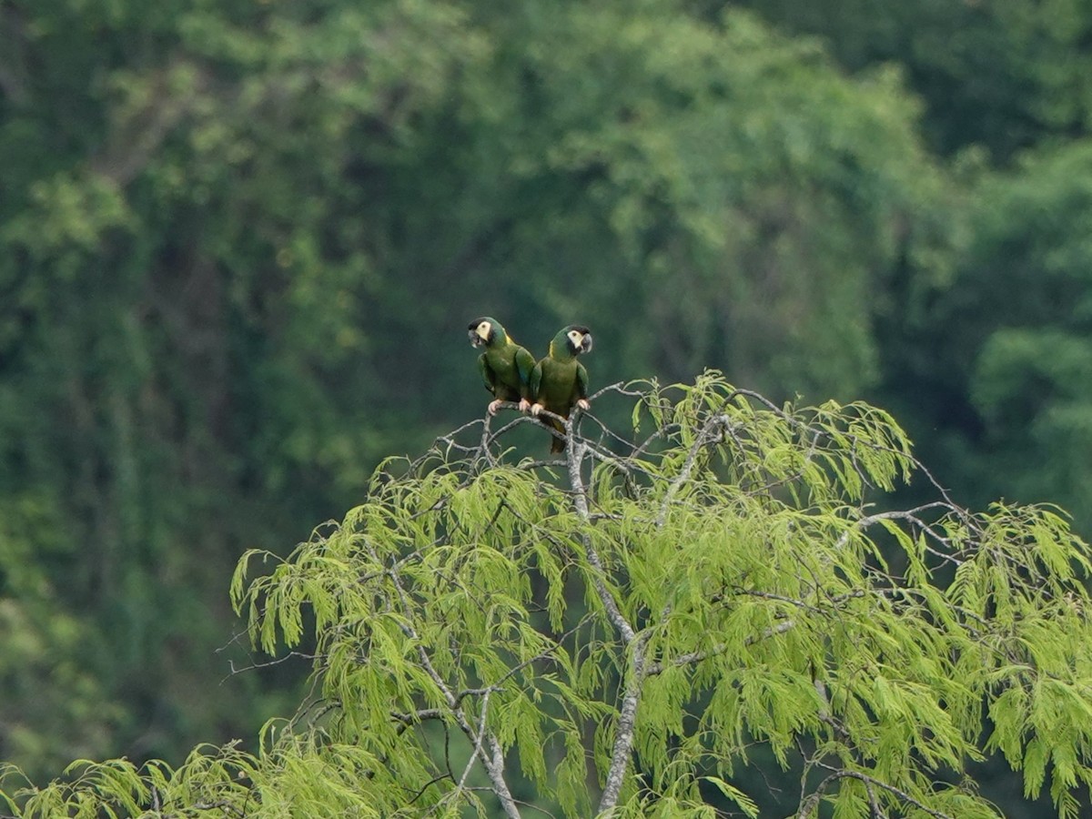 Yellow-collared Macaw - ML646027275