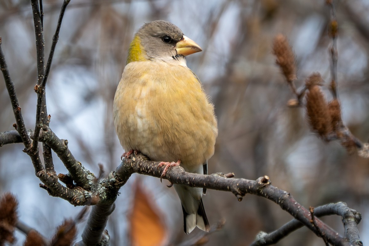 Evening Grosbeak - ML646027278
