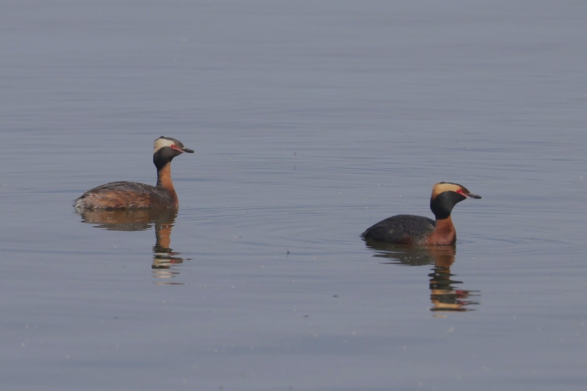 Красношейная поганка - ML646027284