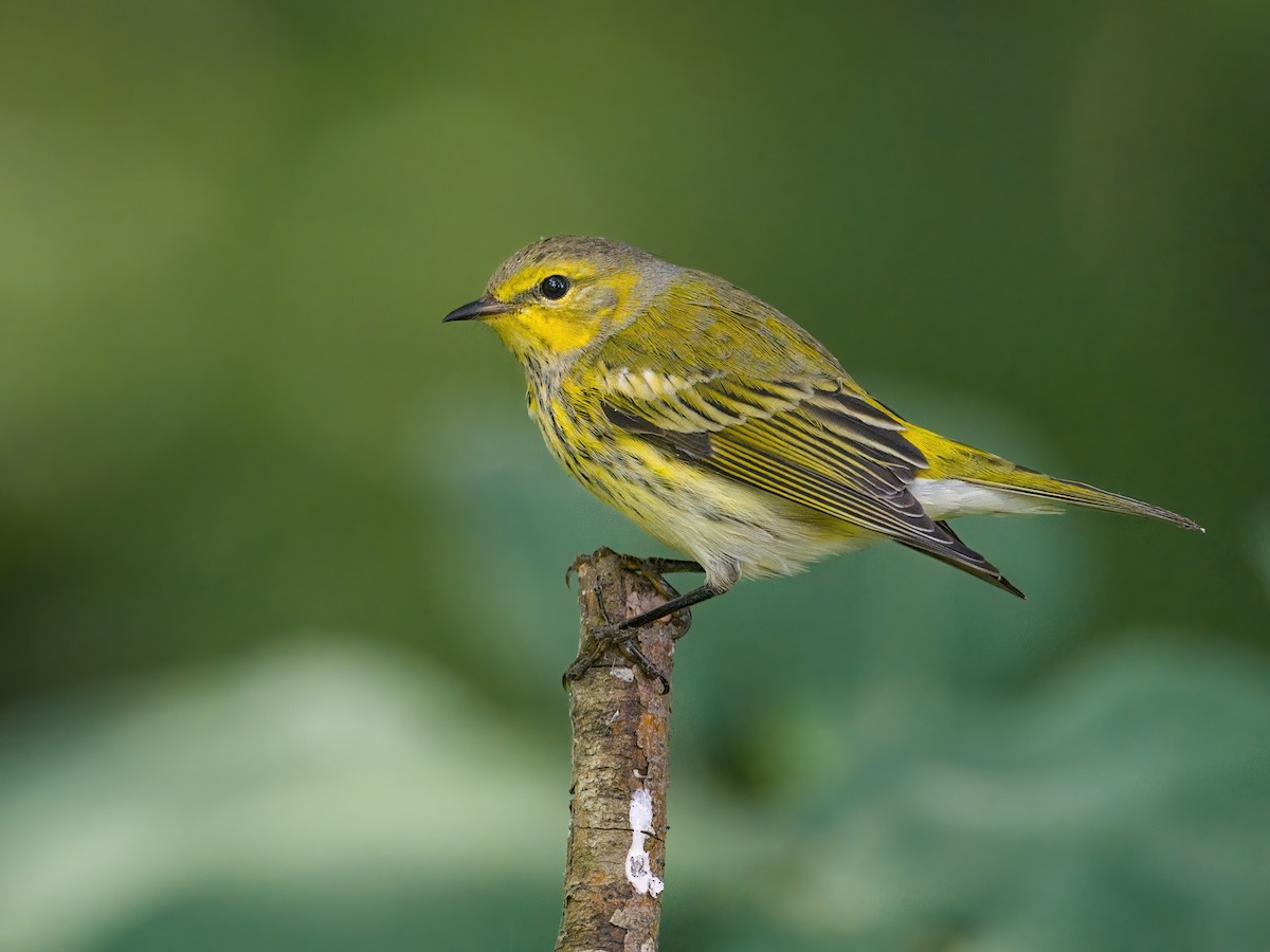 סבכון חום-לחי - ML646027286