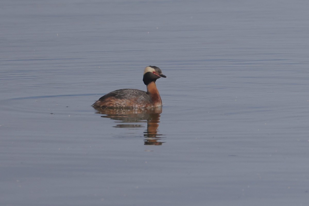 Красношейная поганка - ML646027287