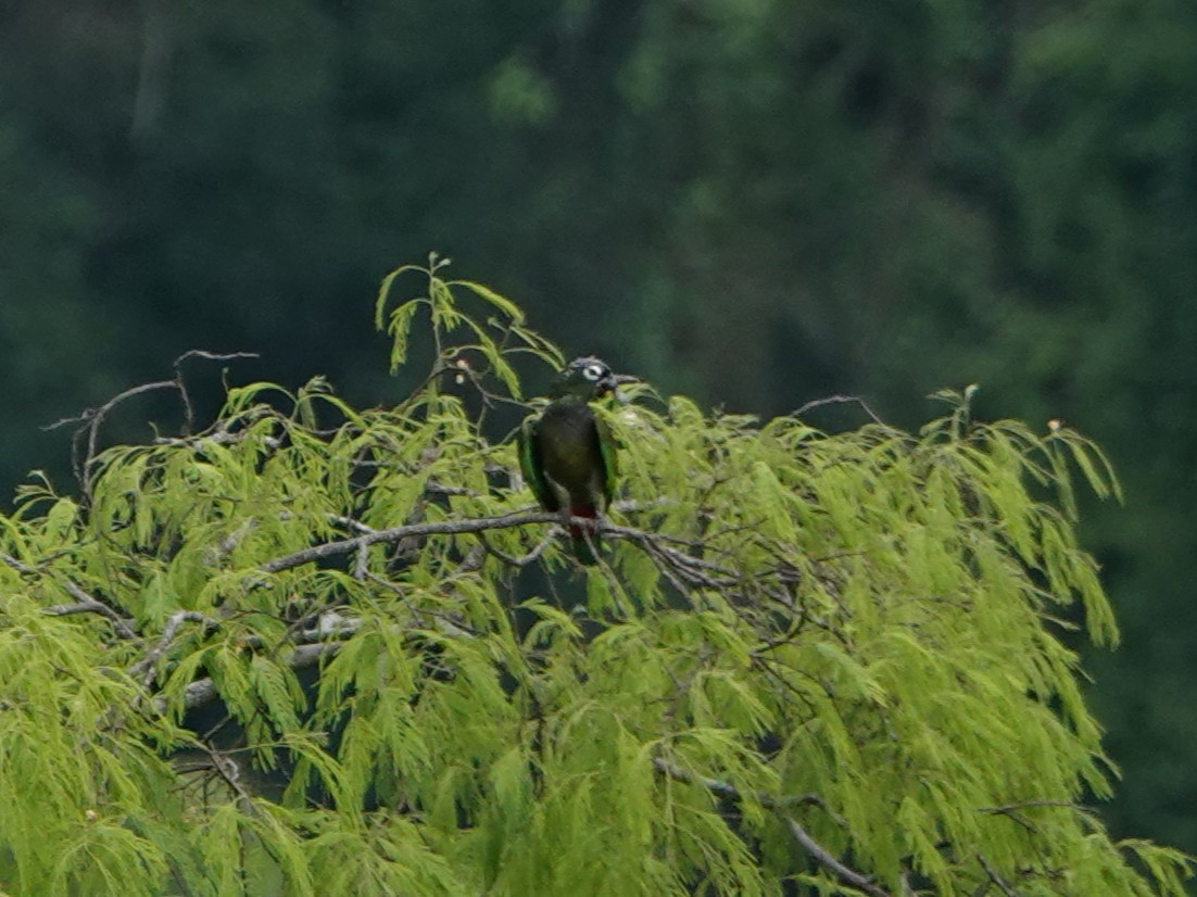 Scaly-headed Parrot - ML646027288