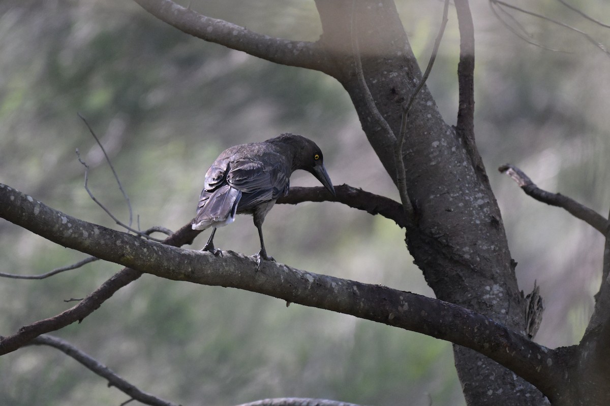 Gray Currawong - ML646027289