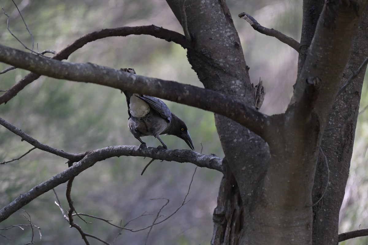 Gray Currawong - ML646027290