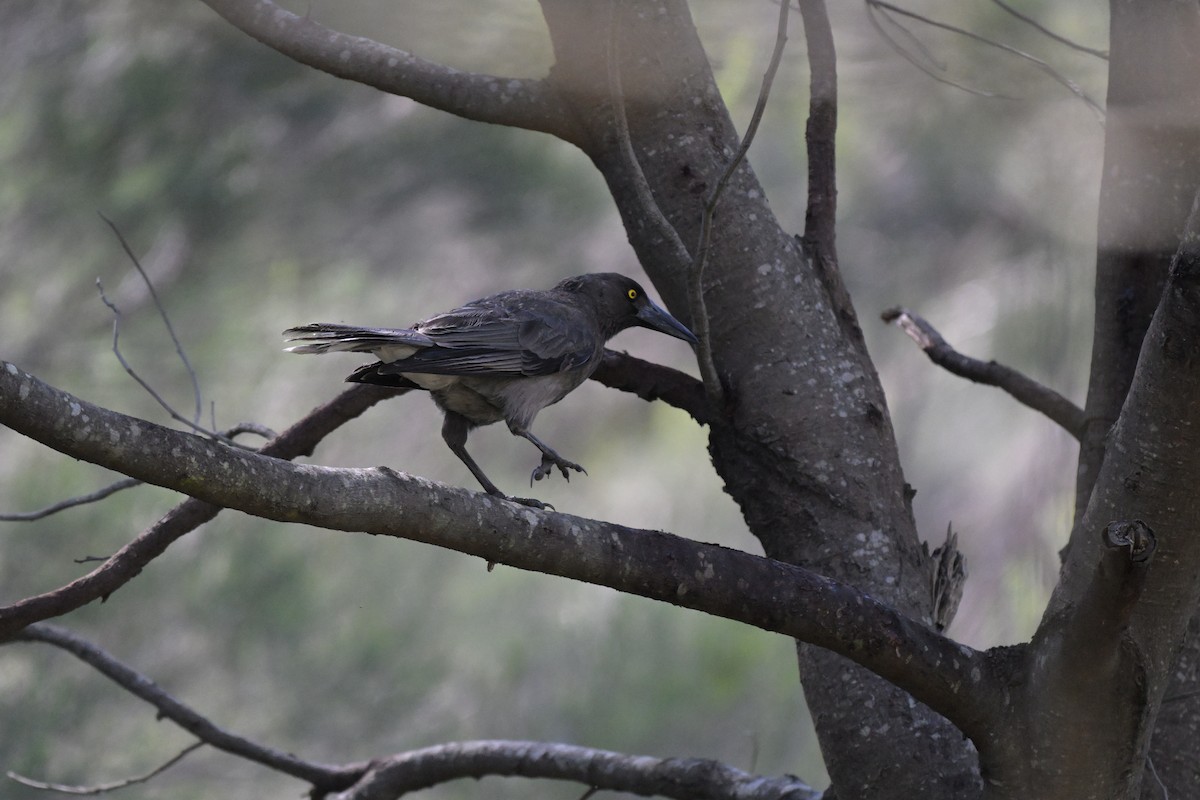 Gray Currawong - ML646027291