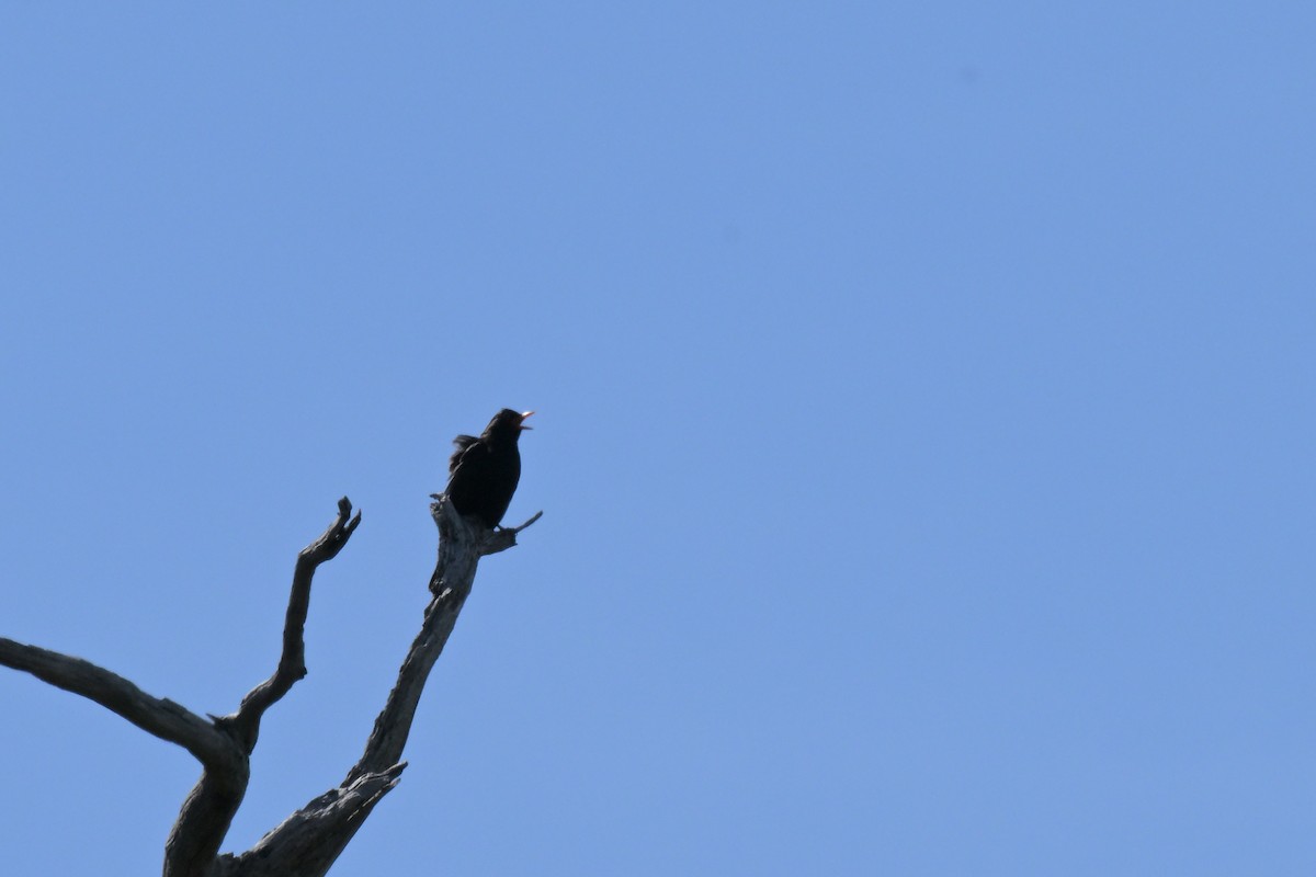 Eurasian Blackbird - ML646027295