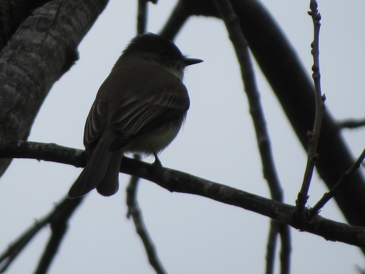 Eastern Phoebe - ML646027300