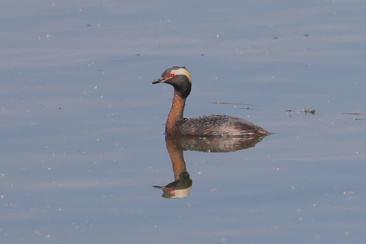 Красношейная поганка - ML646027302