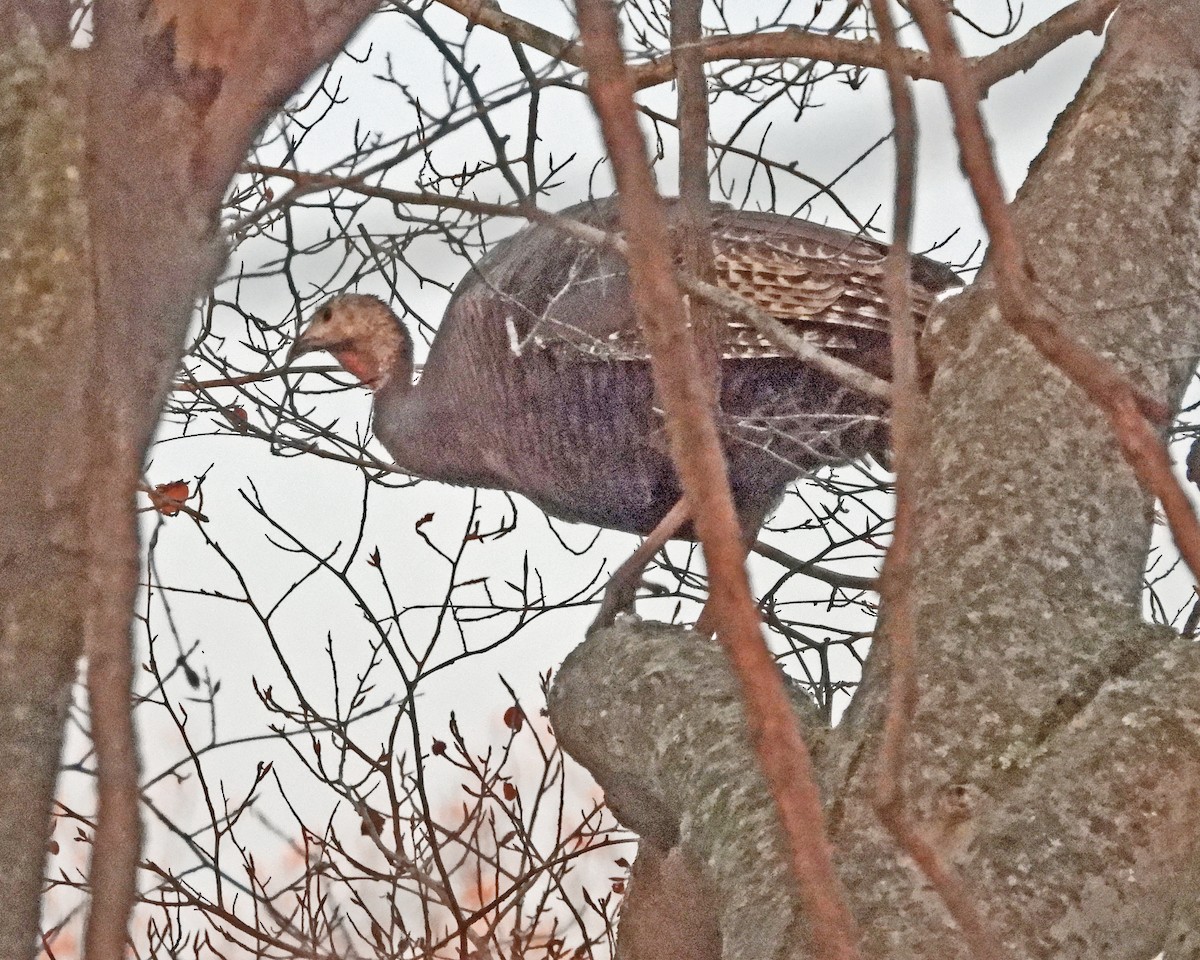 Wild Turkey - ML646027305