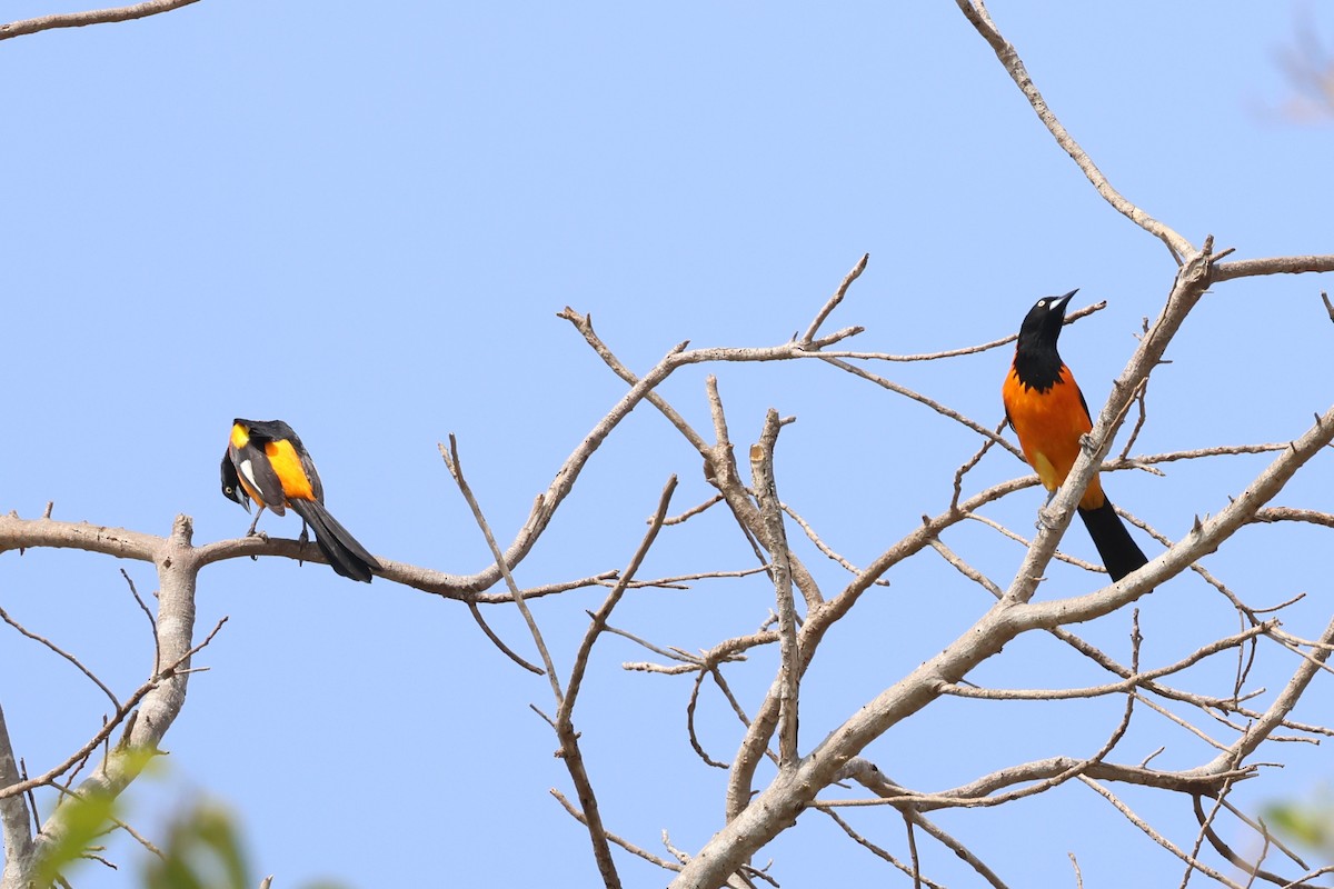 Campo Troupial - ML646027306