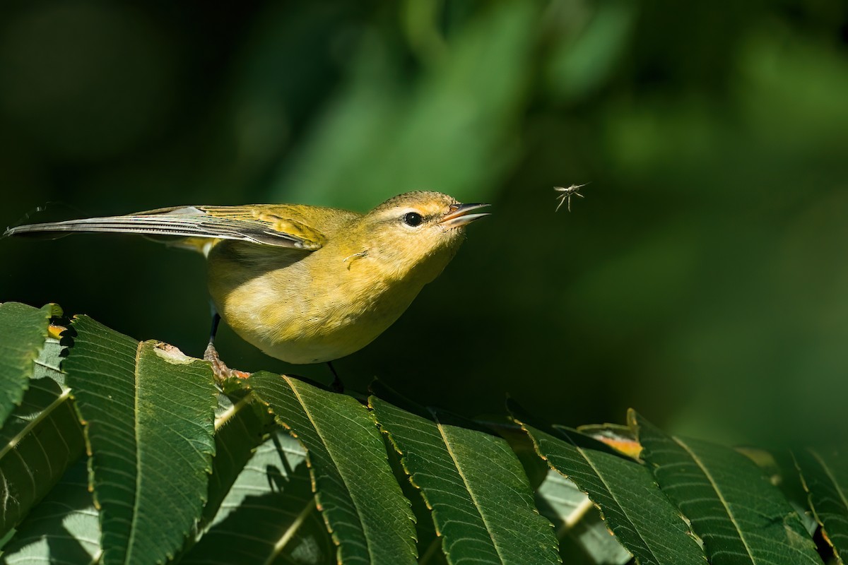 Tennessee Warbler - ML646027307