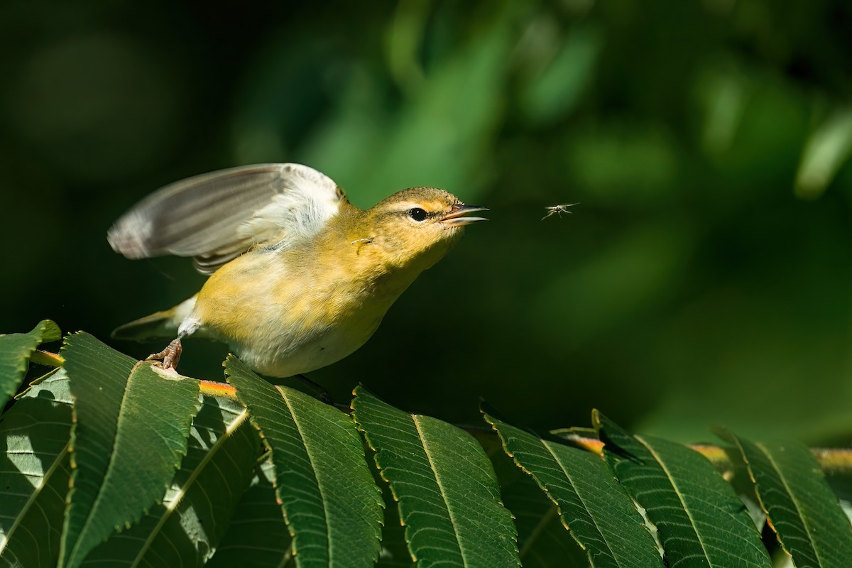 Tennessee Warbler - ML646027308