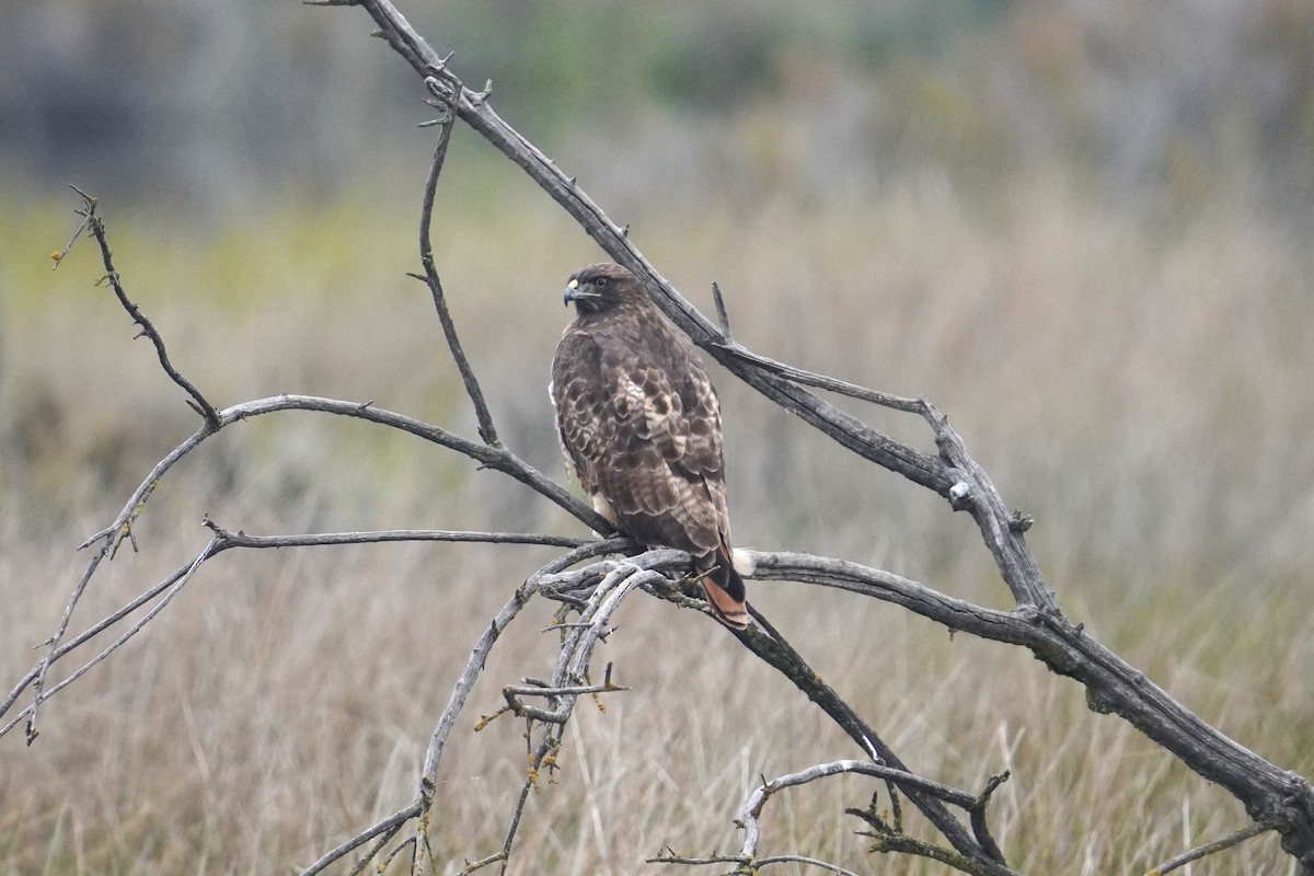 Red-tailed Hawk - ML646027311