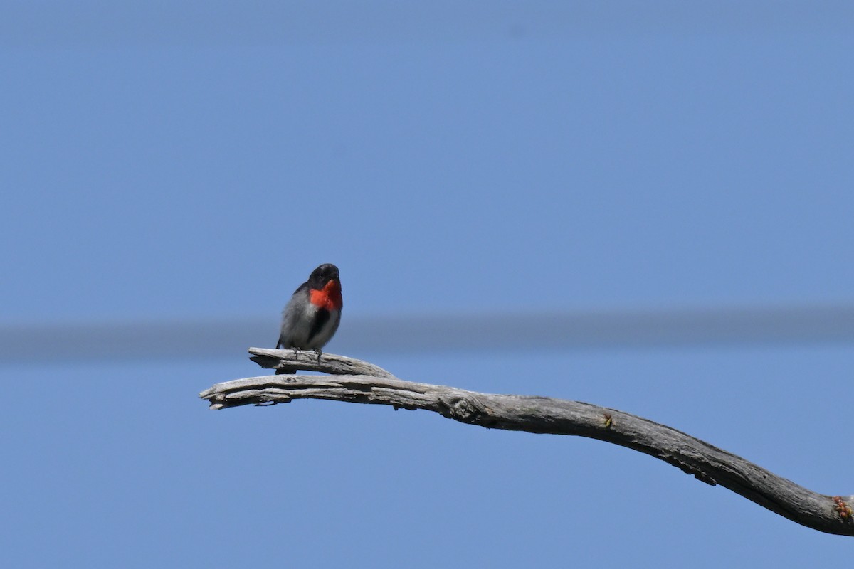 Mistletoebird - ML646027312