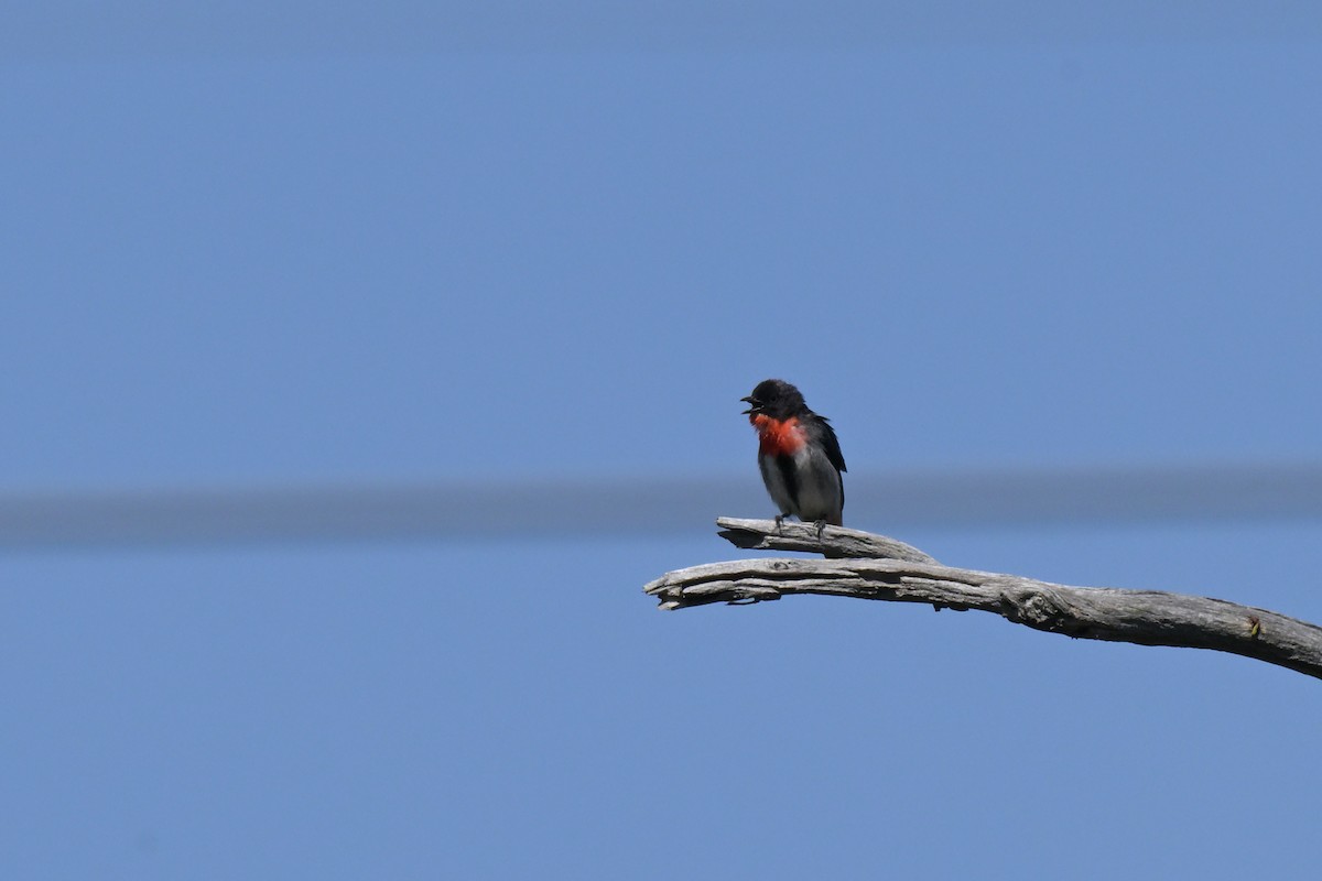 Mistletoebird - ML646027313