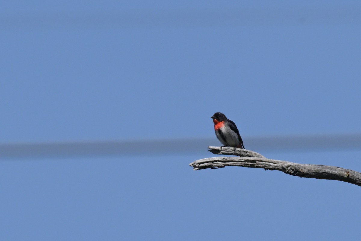 Mistletoebird - ML646027314