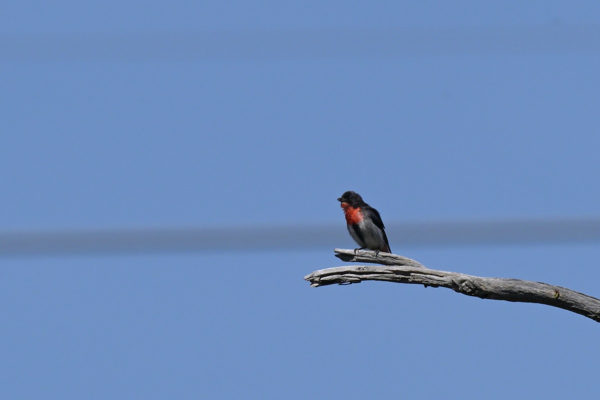 Mistletoebird - ML646027315