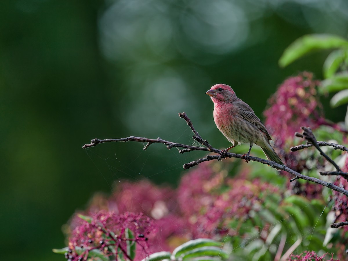 House Finch - ML646027318