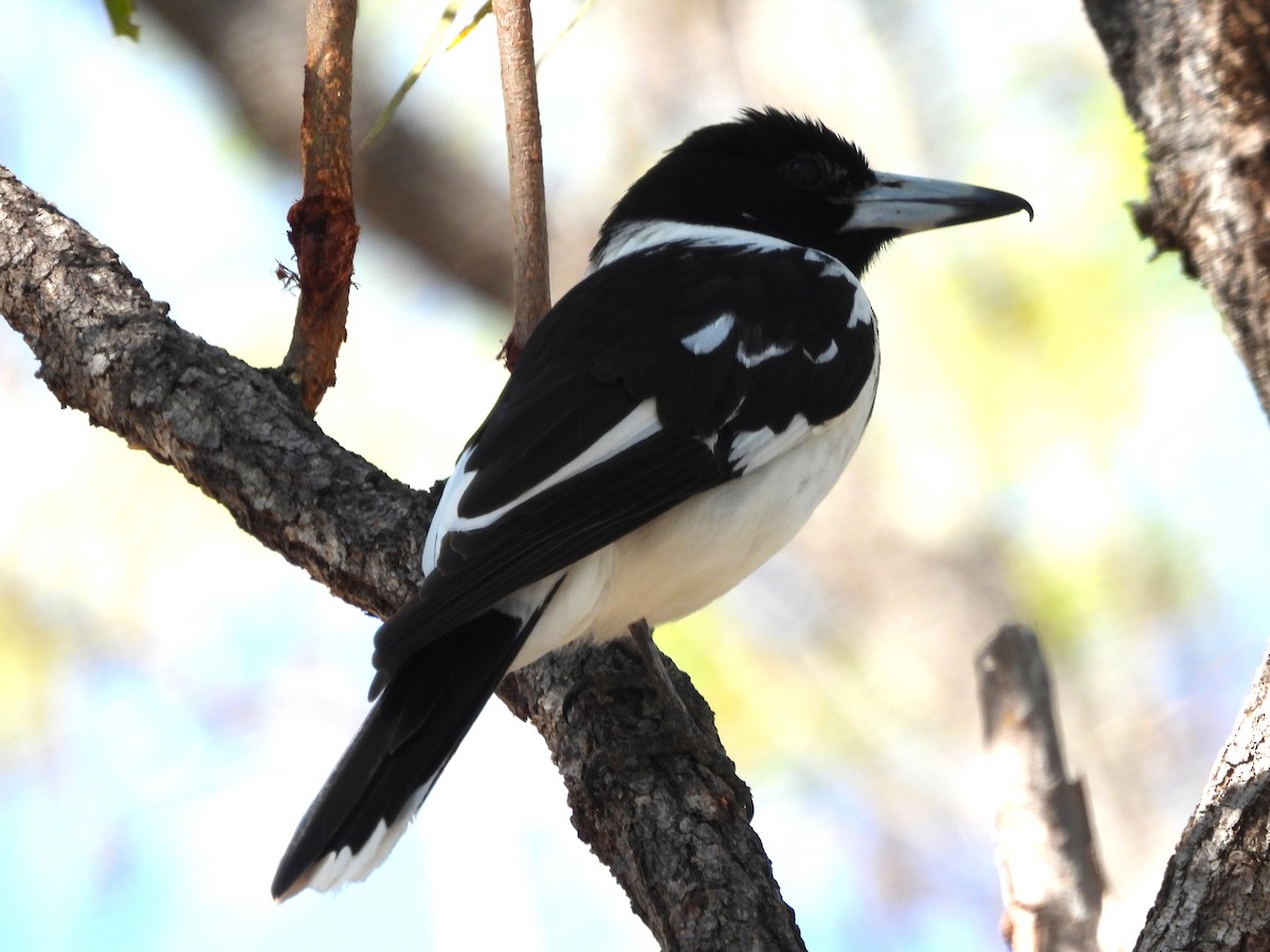 Pied Butcherbird - ML646027319