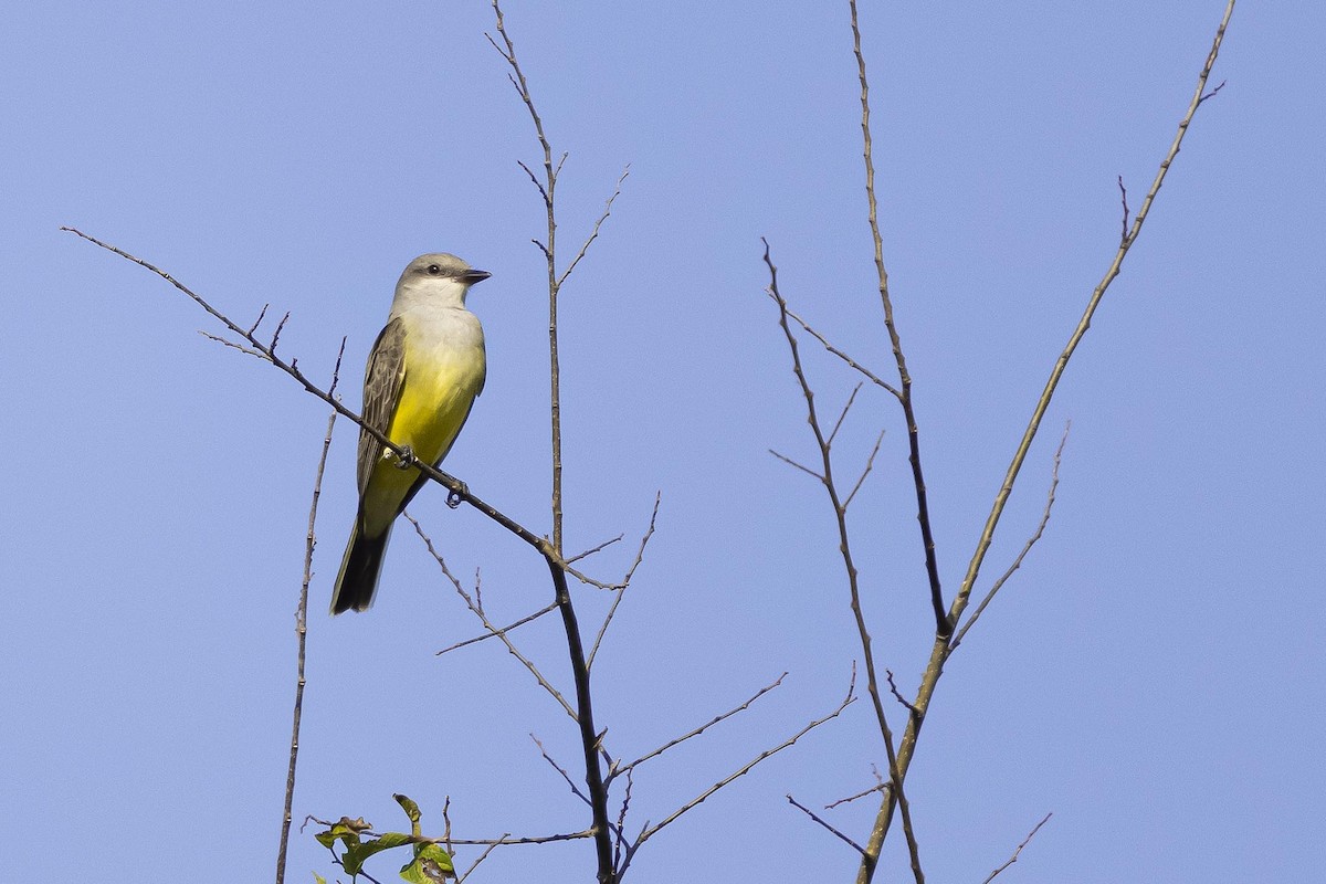 Western Kingbird - ML646027320